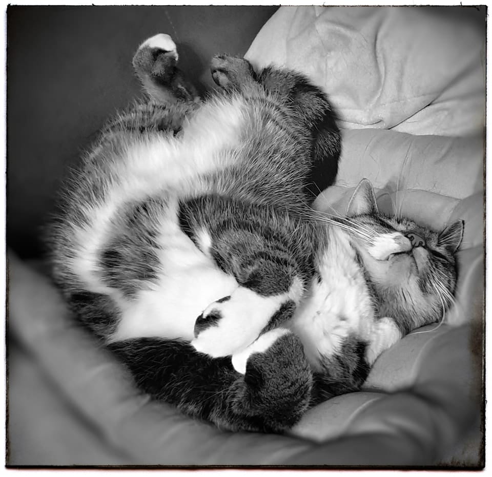 Featured image for “Traktor”