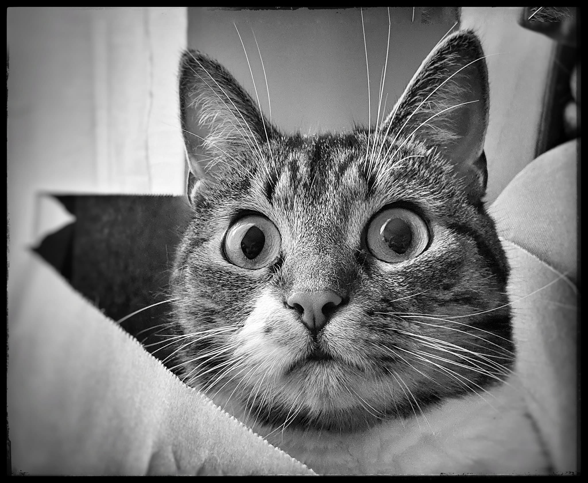 Featured image for “Kombi”