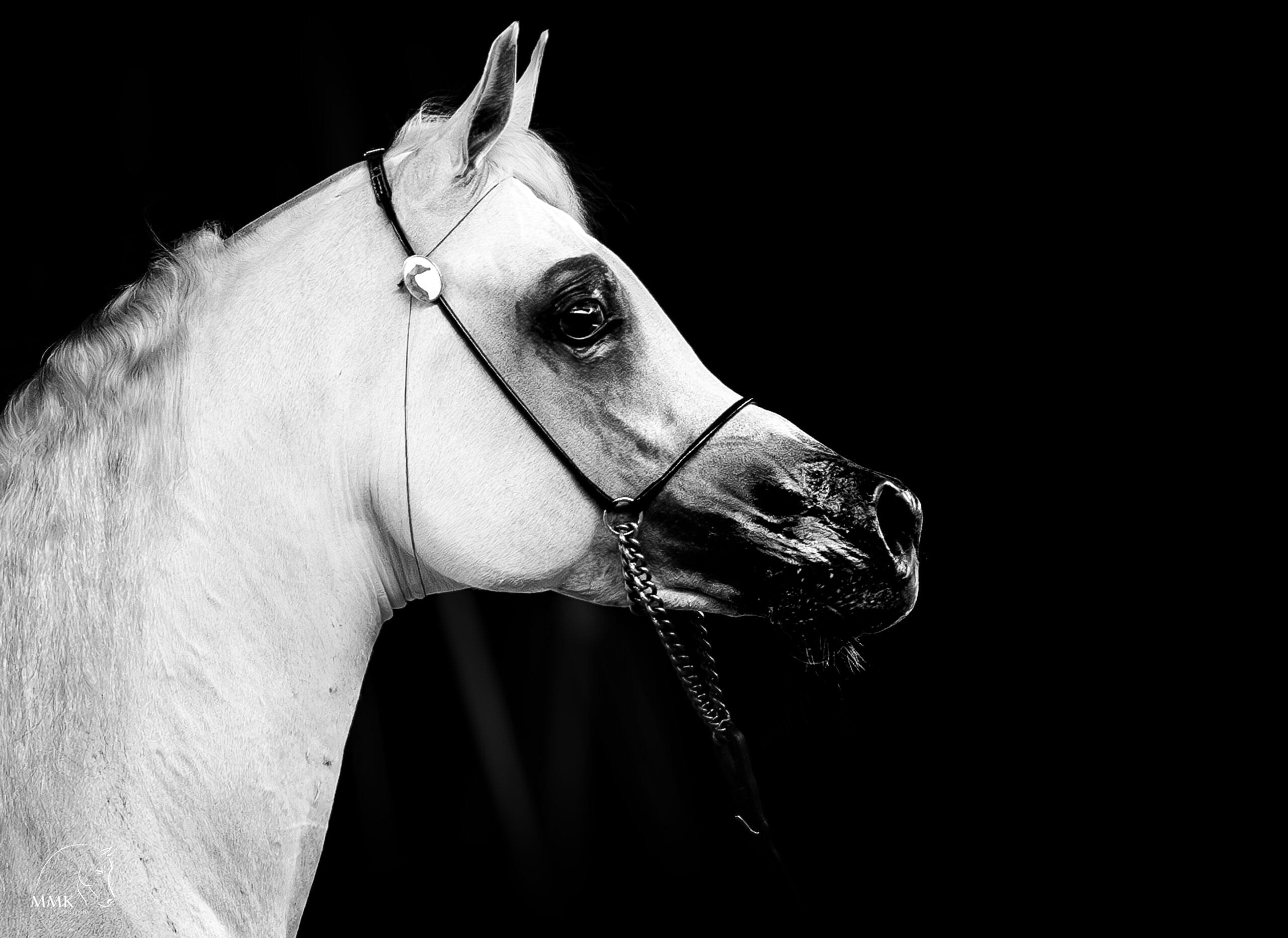 Featured image for “Shehab Al Farres II”