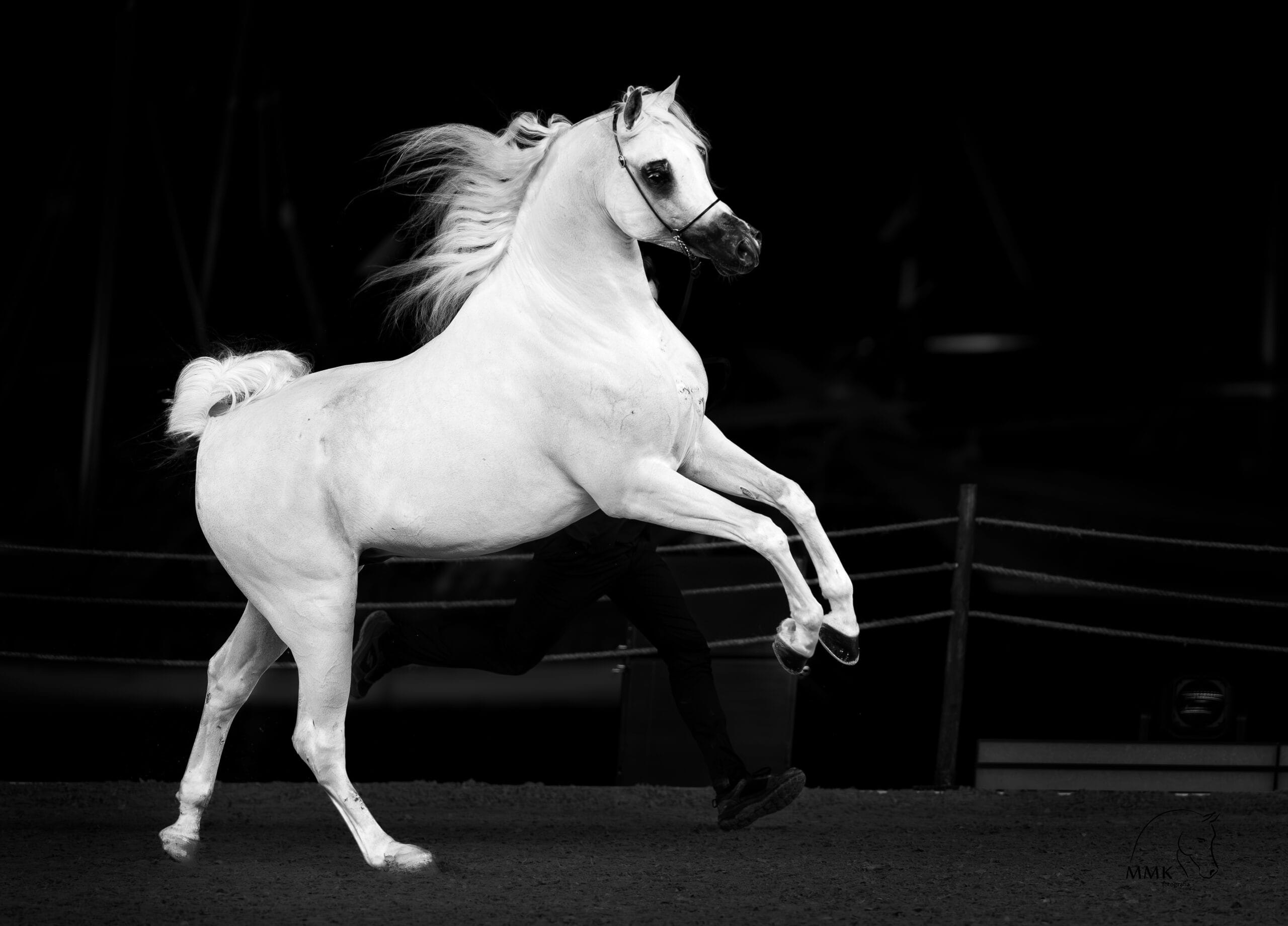 Featured image for “Shehab Al Farres III”