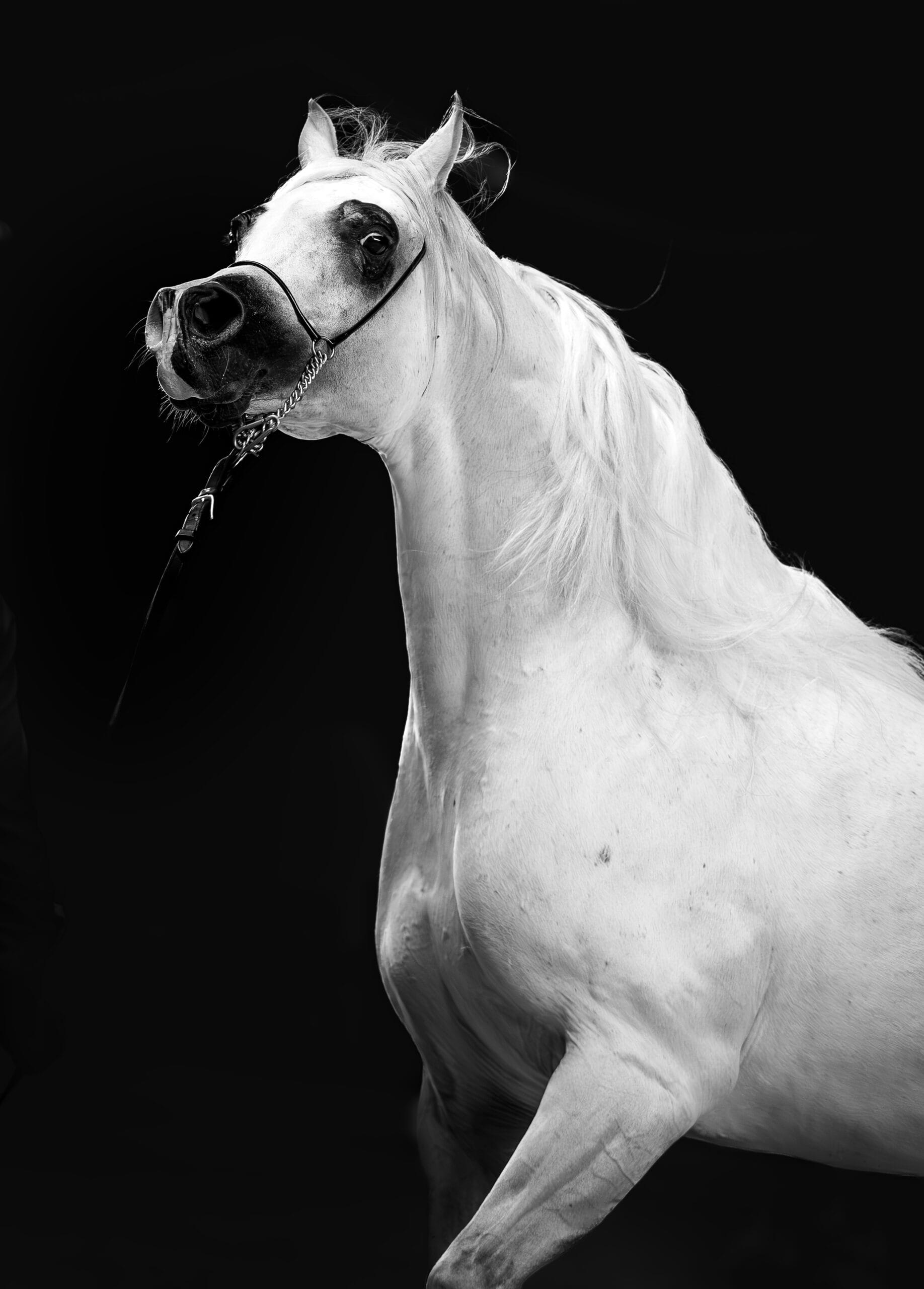 Featured image for “Niegrzeczny II”