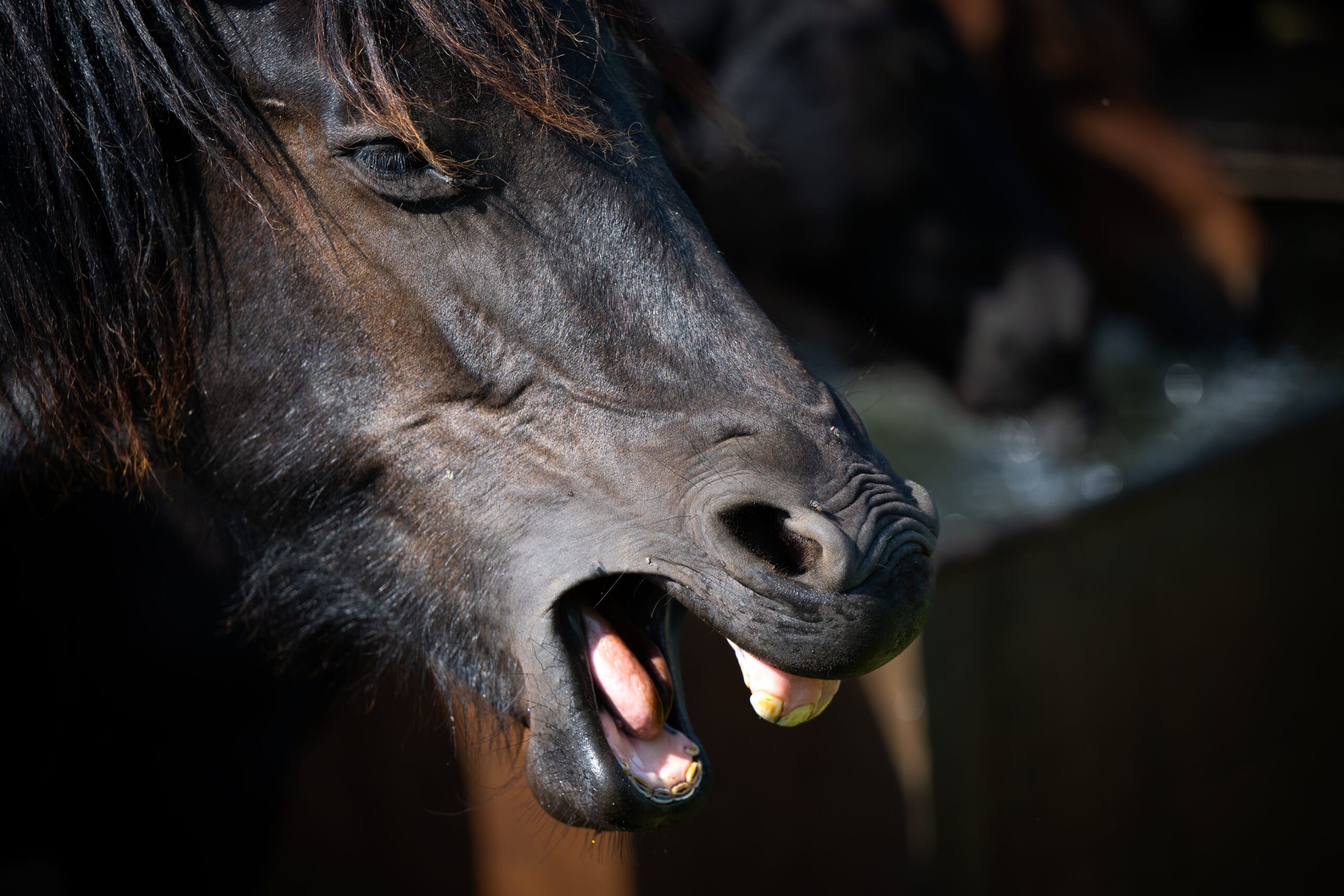 Featured image for “Zieeeew…”