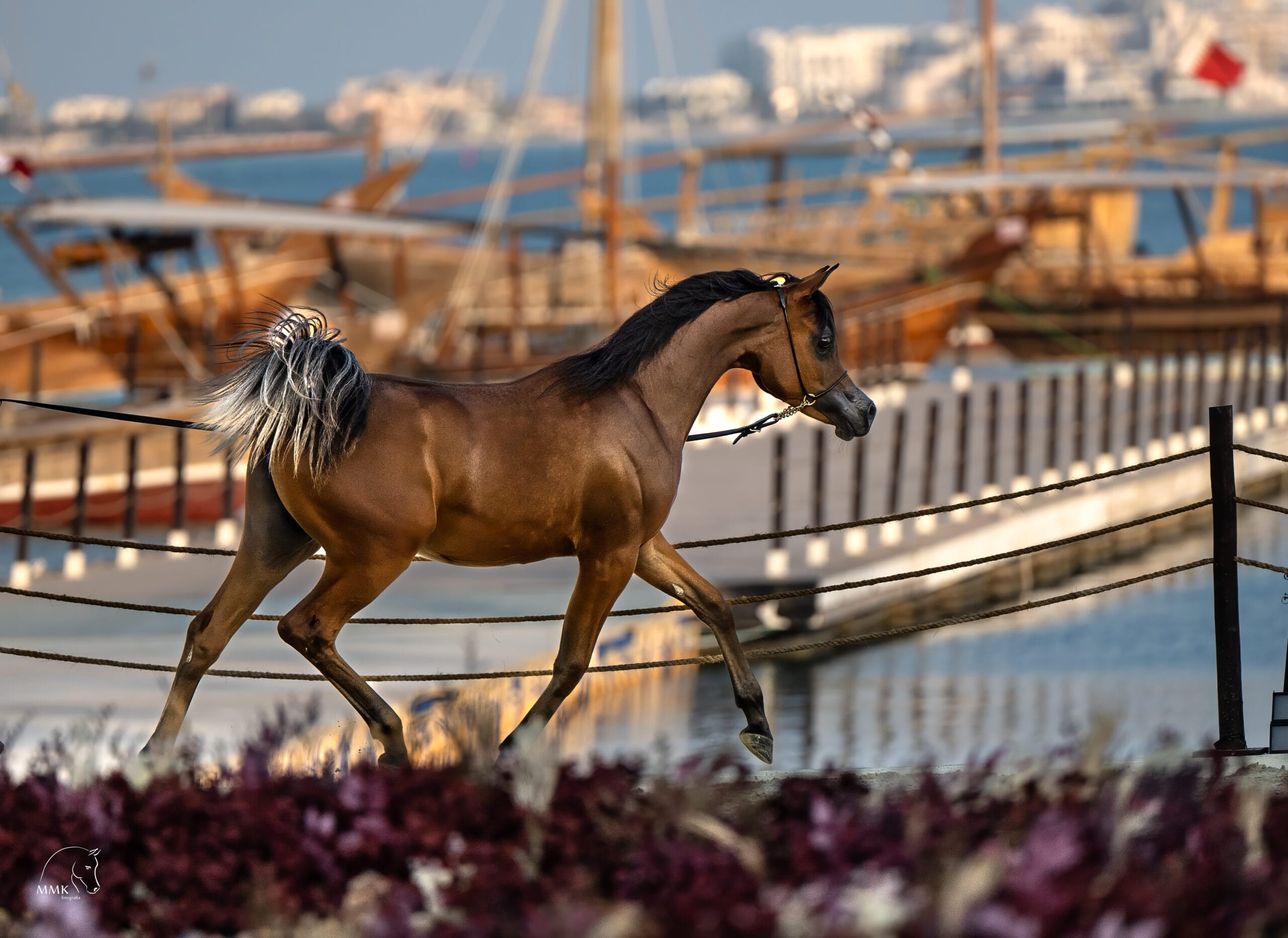 Featured image for “Qumriyah”