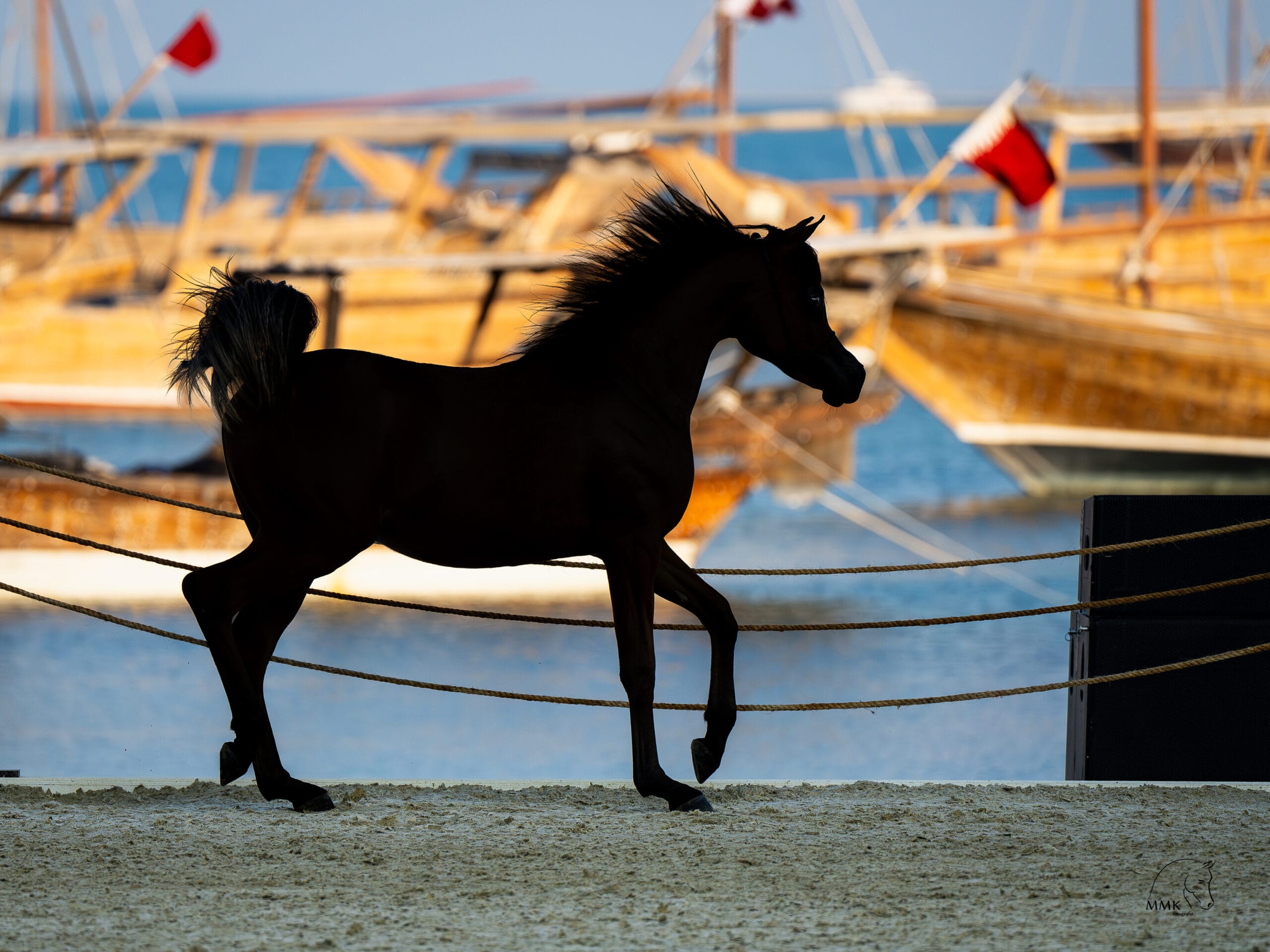 Featured image for “Arena KIAHF”
